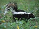 skunk