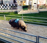 pig race