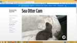 Otter Cam
